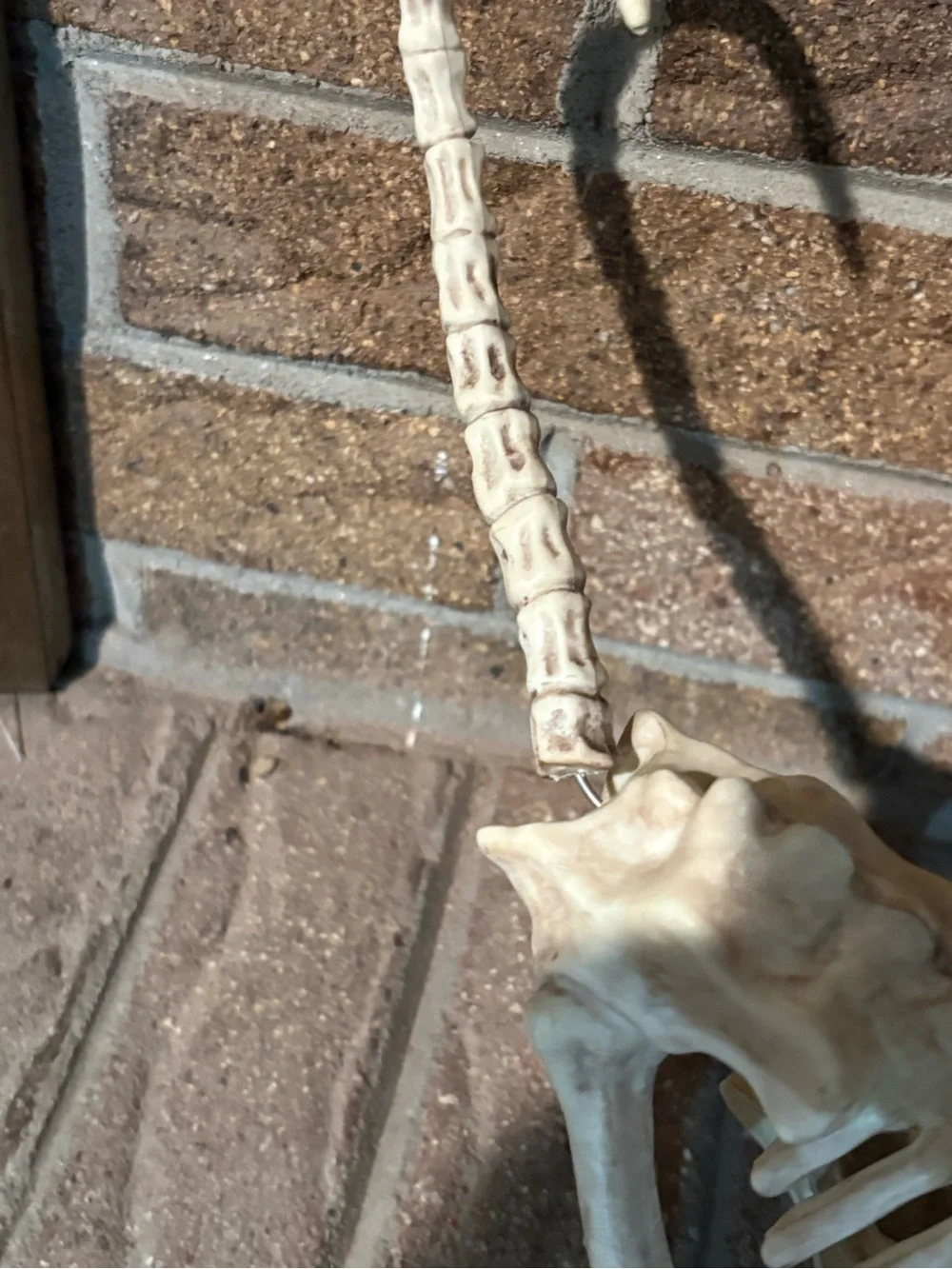Crazy bonez Seasons cat skeleton Halloween props scary